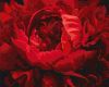 Malen nach Zahlen - Exquisite Blume