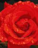 Malen nach Zahlen - Rose in Diamanten