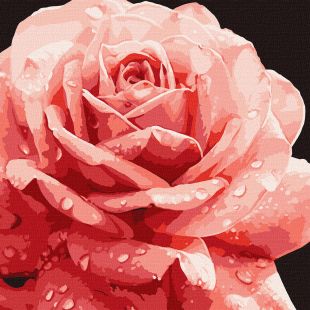 Malen nach Zahlen - Perfekte Rose ©art_selena_ua