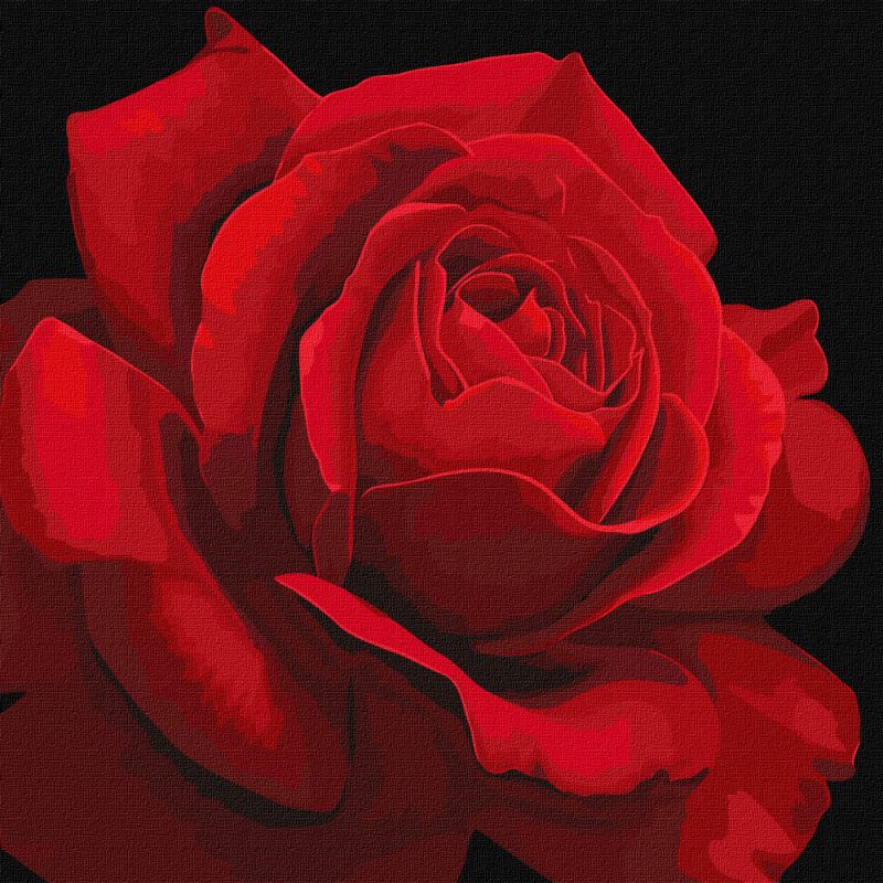 Painting by numbers - Red rose ©annasteshka