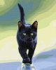 Painting by numbers - Feline grace ©Photo: Sergey Polyushko