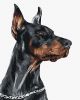 Malen nach Zahlen - Tapferer Dobermann