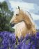 Painting by numbers - A walk through the lavender field