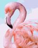 Malen nach Zahlen - Rosa Flamingo ©Ira Volkova