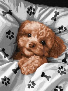 Malen nach Zahlen - Niedlicher Maltipoo ©art_selena_ua
