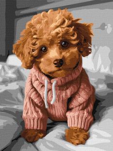 Malen nach Zahlen - Ein entzückender Maltipoo ©art_selena_ua