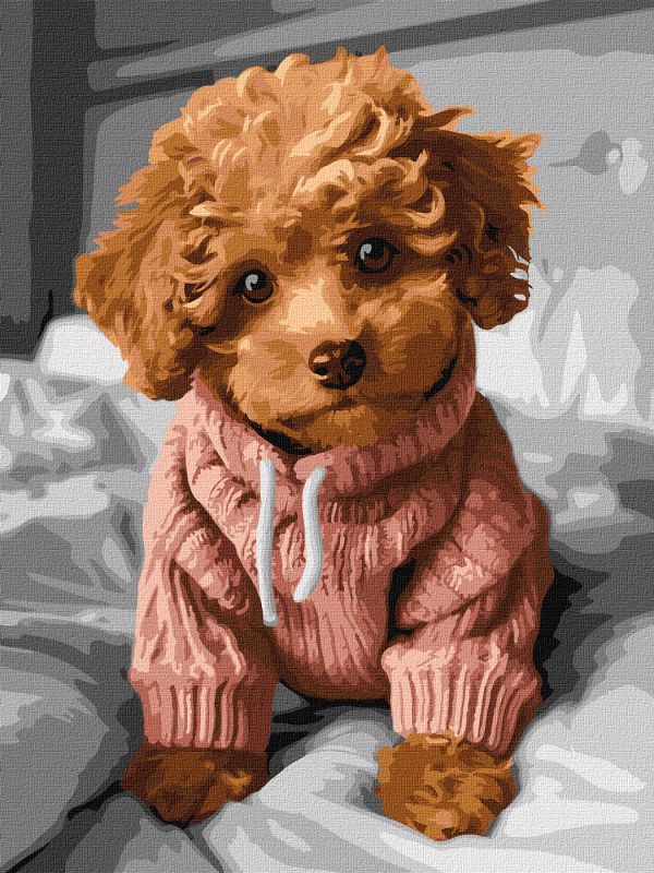 Malen nach Zahlen - Ein entzückender Maltipoo ©art_selena_ua