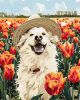Malen nach Zahlen - Ein glücklicher Labrador ©art_selena_ua