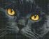 Diamond mosaic - Amber eyes