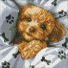 Diamond Painting ohne Rahmen - Niedlicher Maltipoo ©art_selena_ua